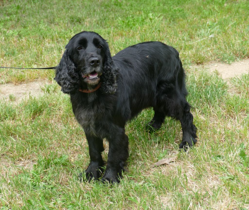 Les Cocker Spaniel Anglais de l'affixe Du Temps Des Amazones