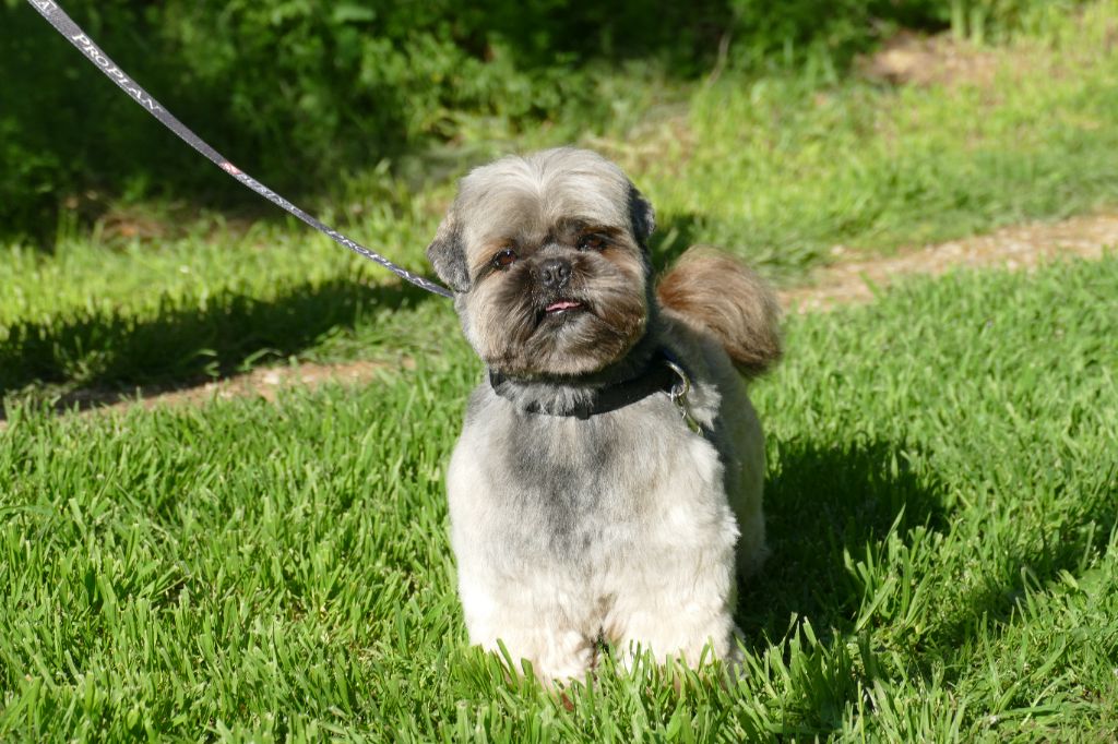 Les Shih Tzu de l'affixe Du Temps Des Amazones