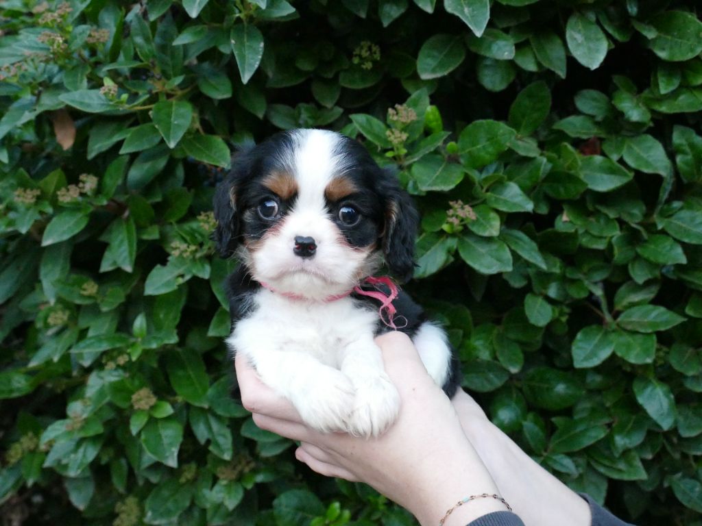 Du Temps Des Amazones - Chiot disponible  - Cavalier King Charles Spaniel