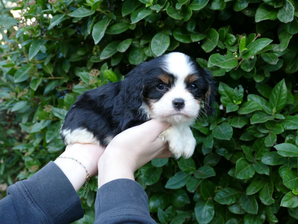 Du Temps Des Amazones - Chiot disponible  - Cavalier King Charles Spaniel