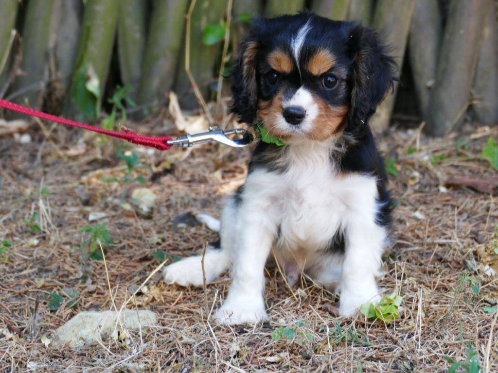 CHIOT MALE COLLIER VERT