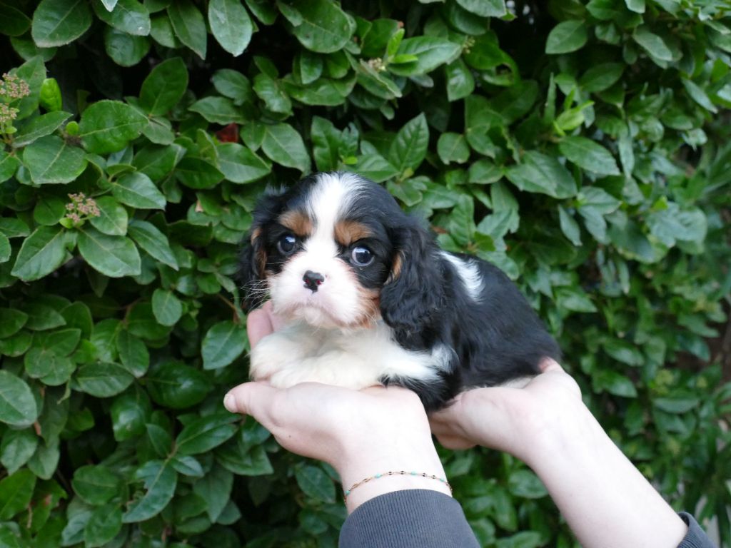 Du Temps Des Amazones - Chiot disponible  - Cavalier King Charles Spaniel