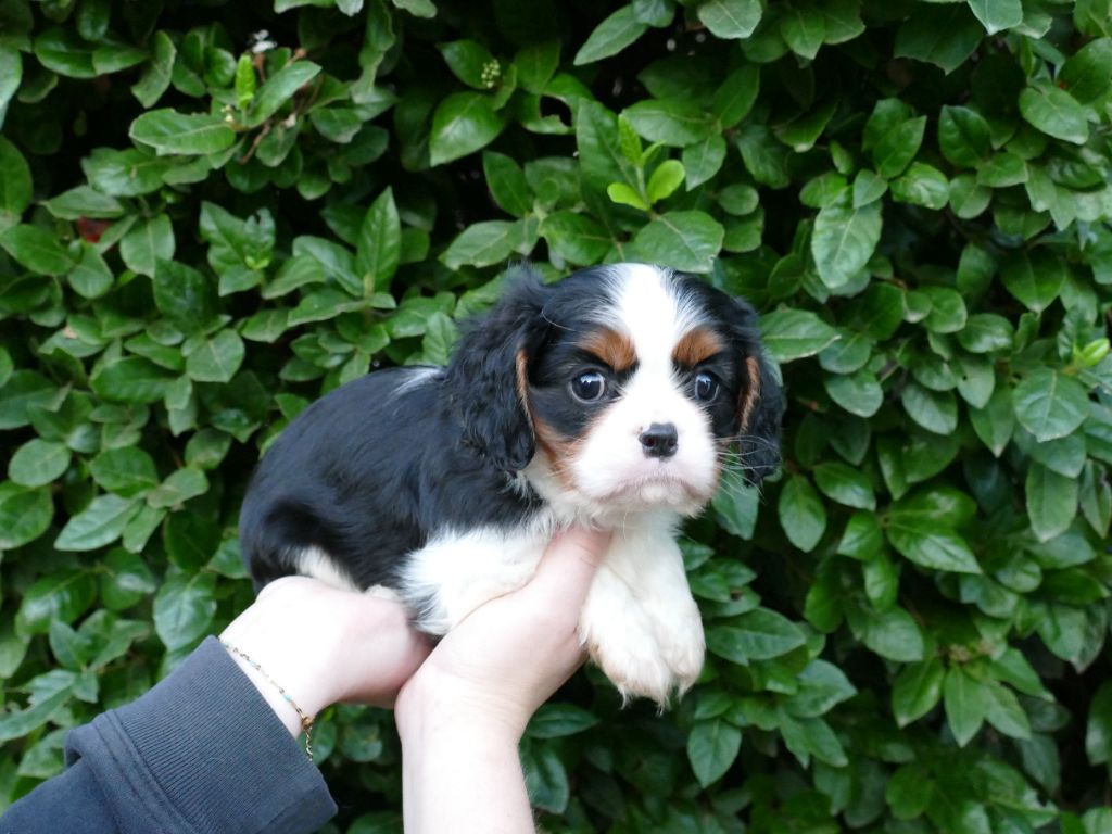 Du Temps Des Amazones - Chiot disponible  - Cavalier King Charles Spaniel