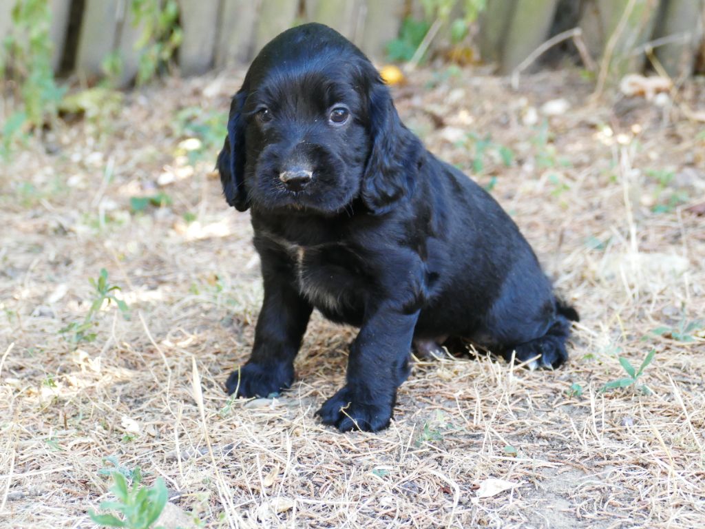 Du Temps Des Amazones - Chiot disponible  - Cocker Spaniel Anglais