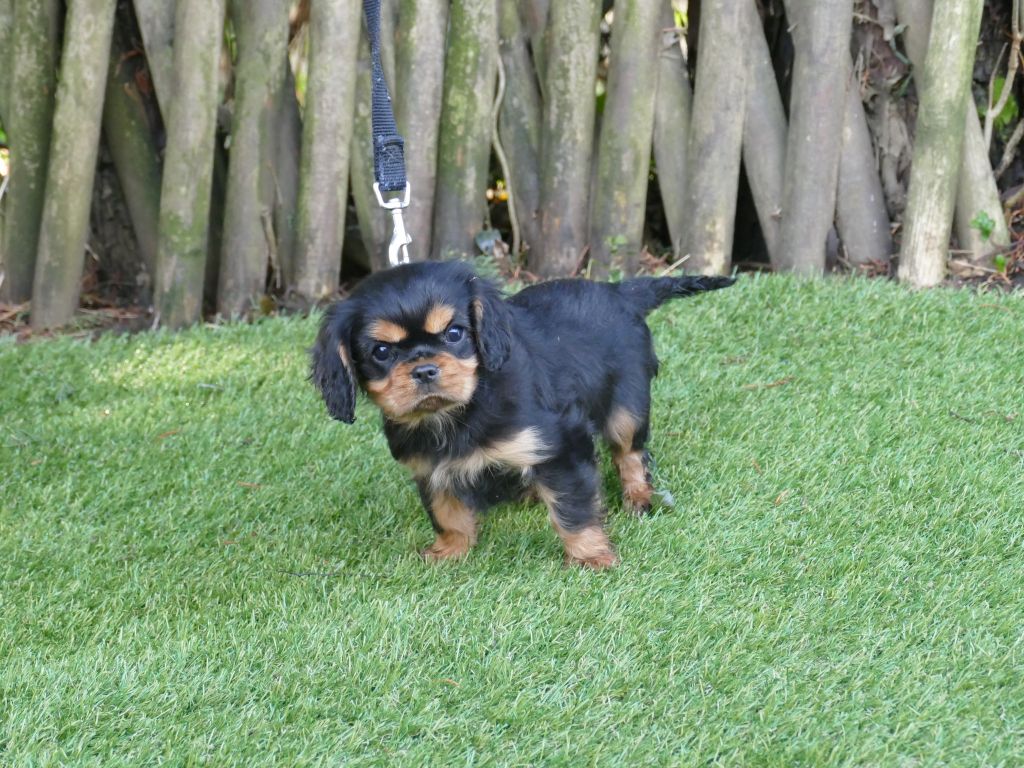 Du Temps Des Amazones - Chiot disponible  - Cavalier King Charles Spaniel