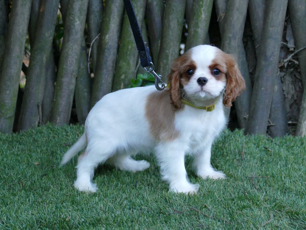 Du Temps Des Amazones - Chiot disponible  - Cavalier King Charles Spaniel