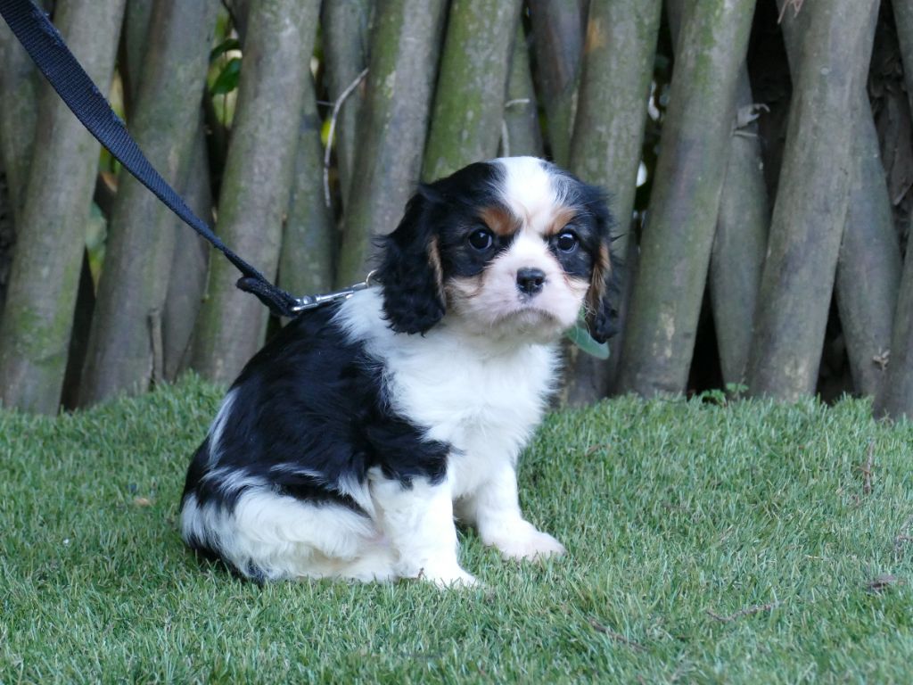 Du Temps Des Amazones - Chiot disponible  - Cavalier King Charles Spaniel