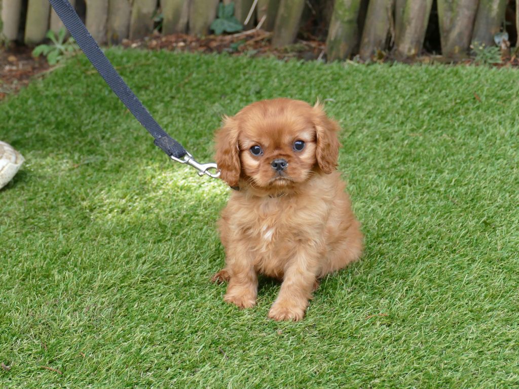 Du Temps Des Amazones - Chiot disponible  - Cavalier King Charles Spaniel