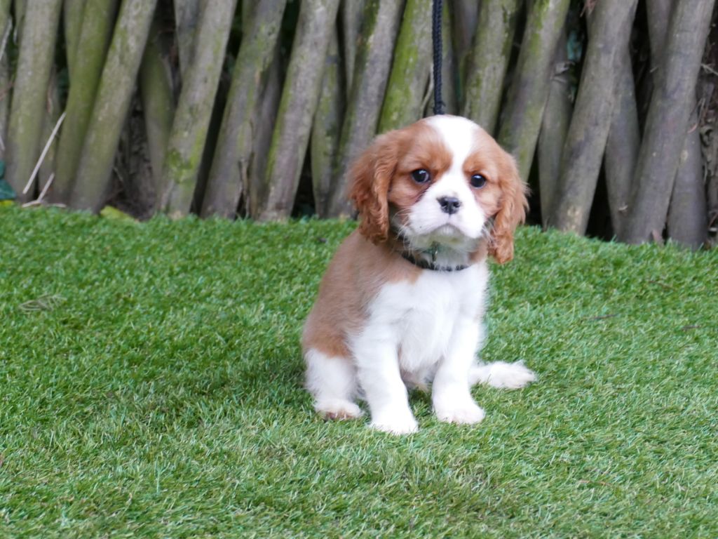 Du Temps Des Amazones - Chiot disponible  - Cavalier King Charles Spaniel