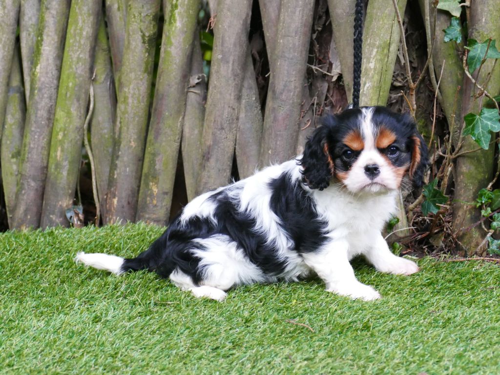 Du Temps Des Amazones - Chiot disponible  - Cavalier King Charles Spaniel