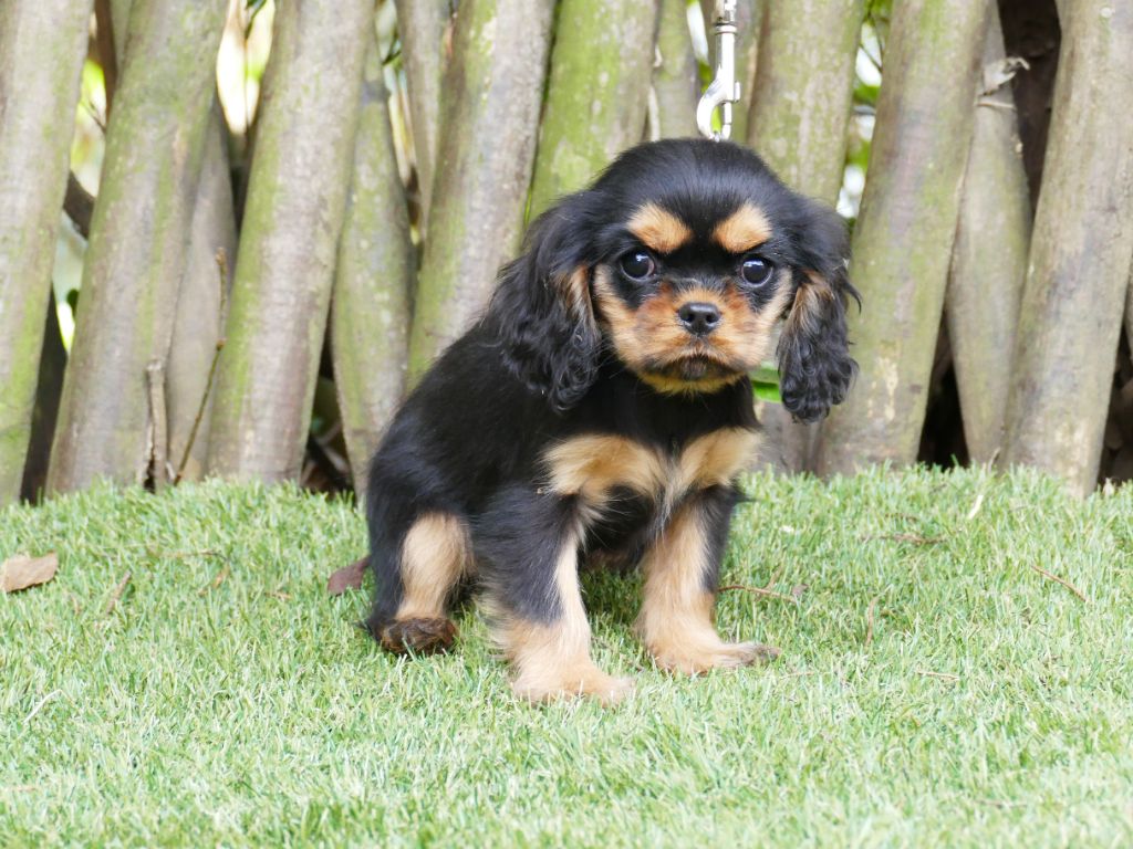 Du Temps Des Amazones - Chiot disponible  - Cavalier King Charles Spaniel