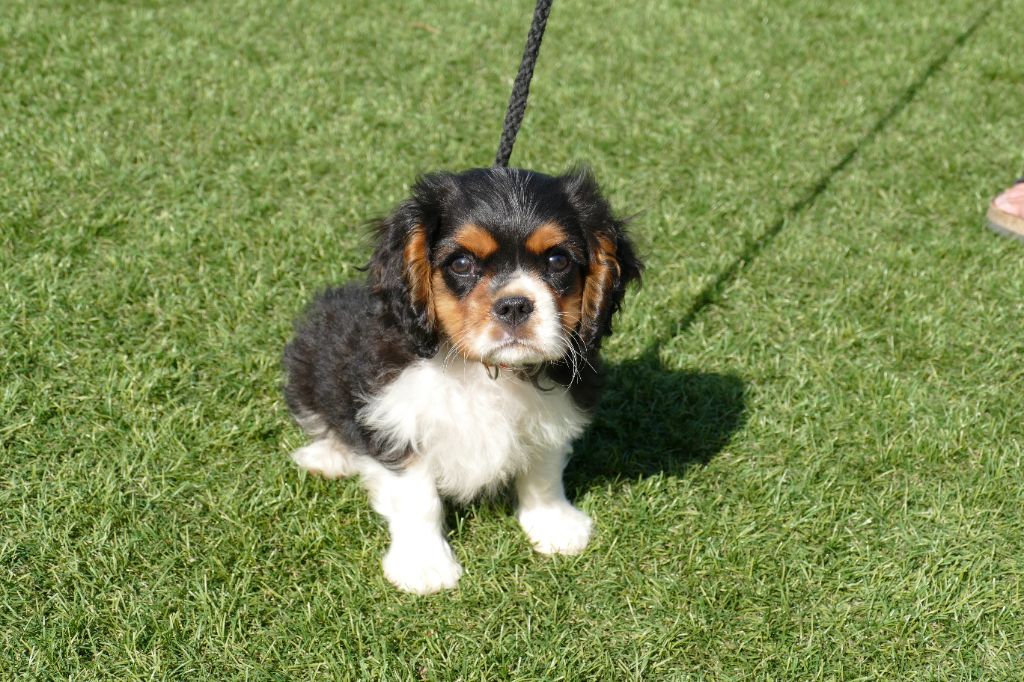 Du Temps Des Amazones - Chiot disponible  - Cavalier King Charles Spaniel