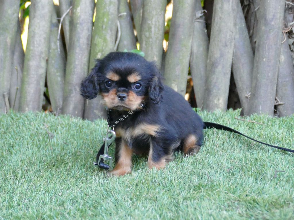 Du Temps Des Amazones - Chiot disponible  - Cavalier King Charles Spaniel