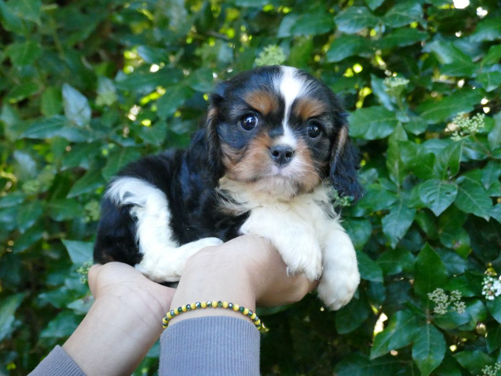 Du Temps Des Amazones - Chiot disponible  - Cavalier King Charles Spaniel