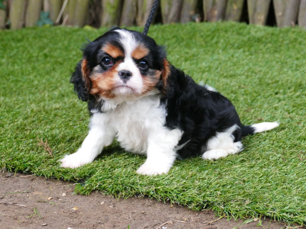 Du Temps Des Amazones - Chiot disponible  - Cavalier King Charles Spaniel