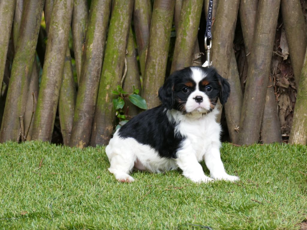 Du Temps Des Amazones - Chiot disponible  - Cavalier King Charles Spaniel