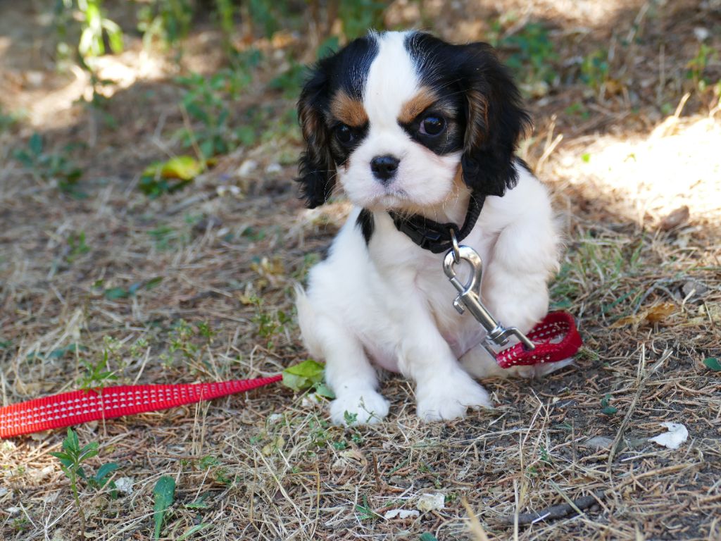 Du Temps Des Amazones - Chiot disponible  - Cavalier King Charles Spaniel