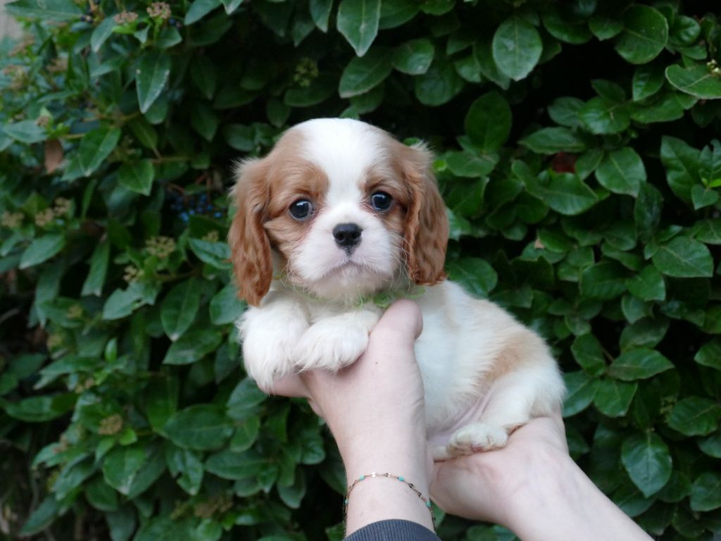 Du Temps Des Amazones - Chiot disponible  - Cavalier King Charles Spaniel