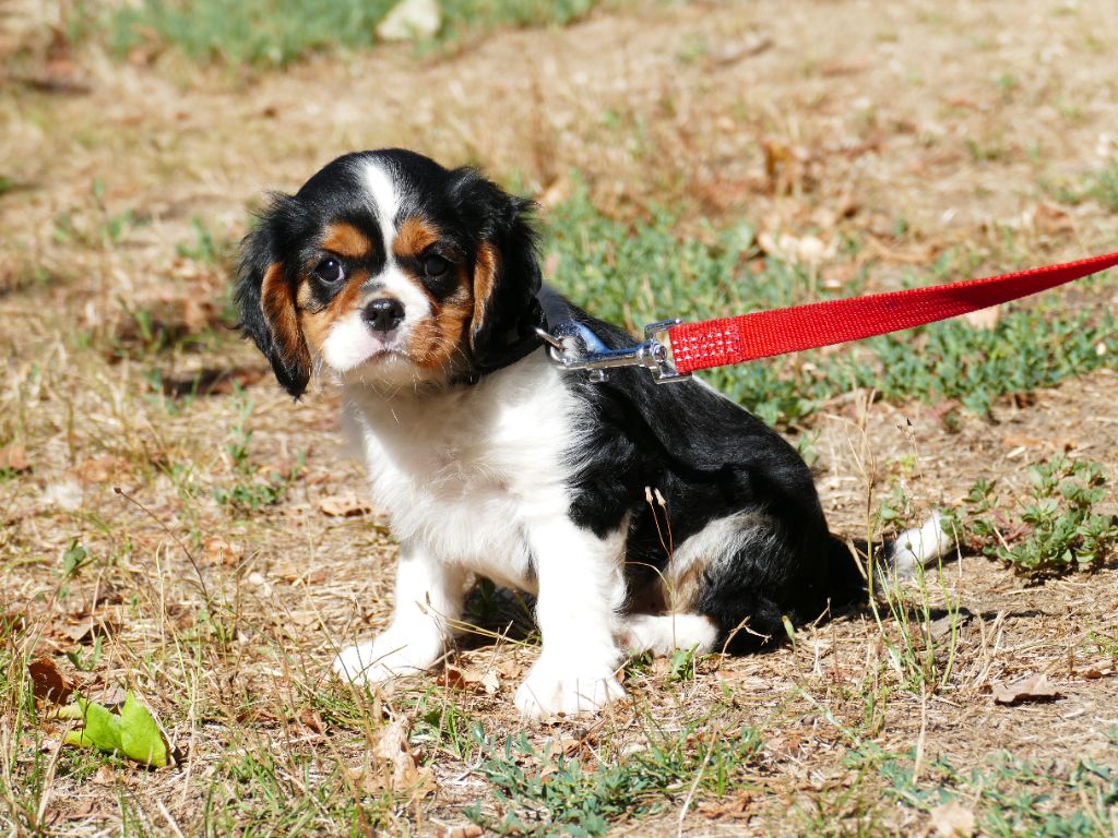 Du Temps Des Amazones - Chiot disponible  - Cavalier King Charles Spaniel