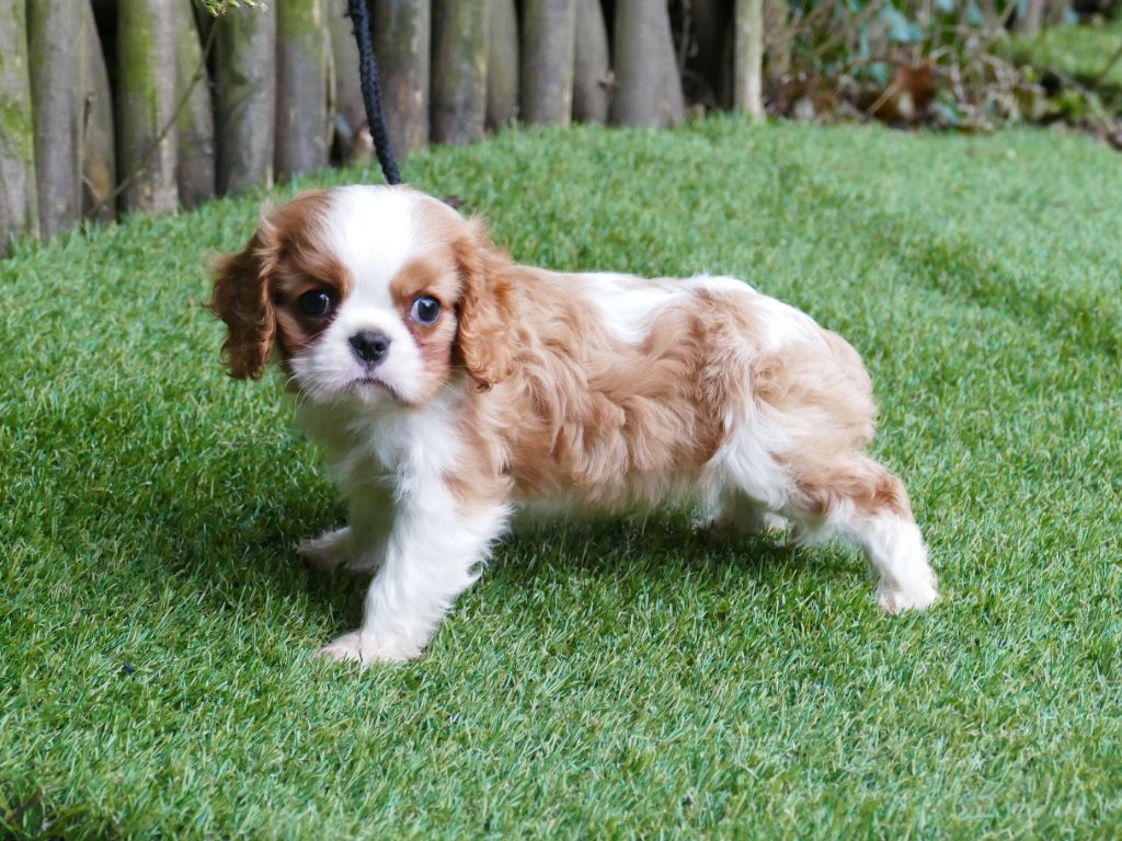 Du Temps Des Amazones - Chiot disponible  - Cavalier King Charles Spaniel