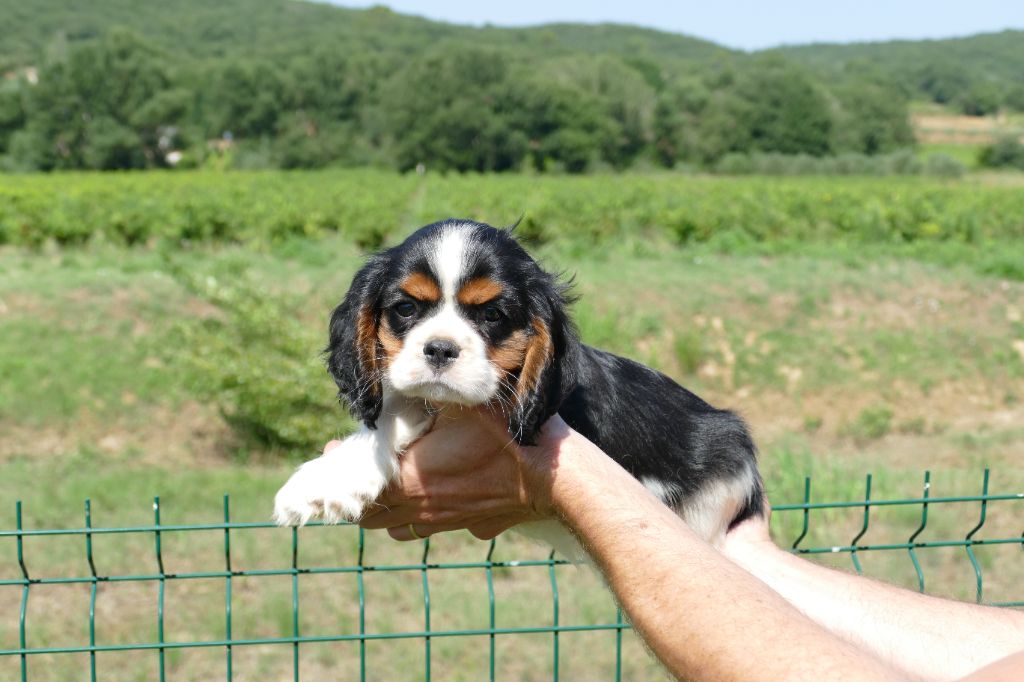 Du Temps Des Amazones - Chiot disponible  - Cavalier King Charles Spaniel