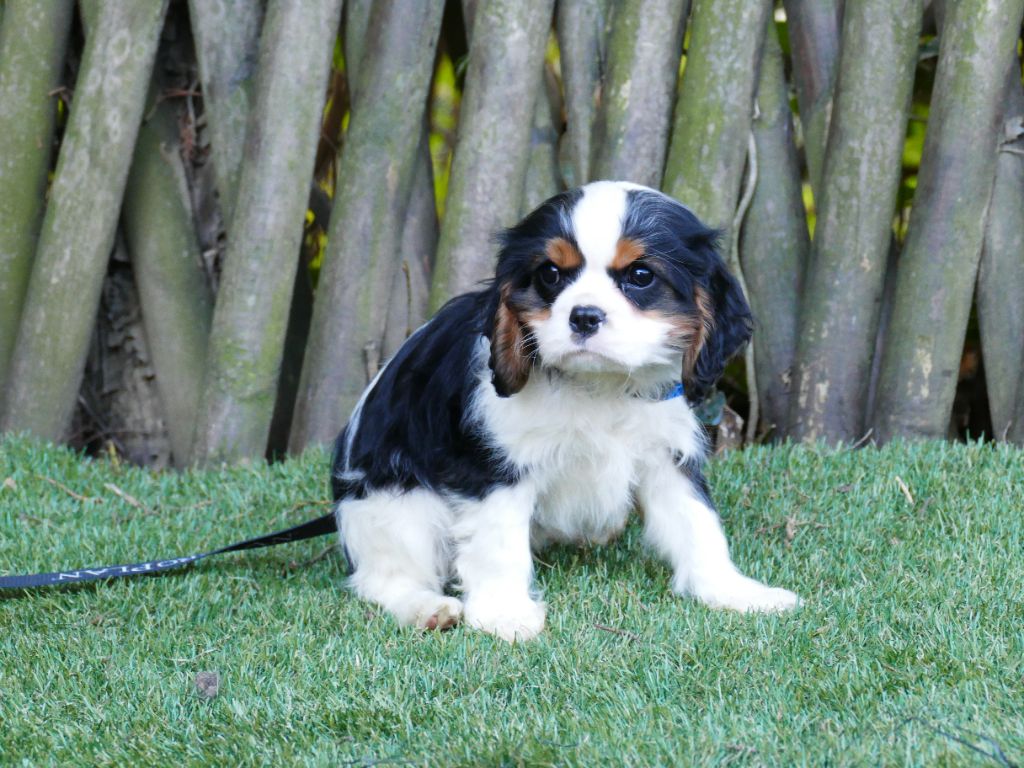 Du Temps Des Amazones - Chiot disponible  - Cavalier King Charles Spaniel