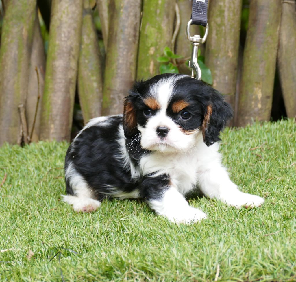 Du Temps Des Amazones - Chiot disponible  - Cavalier King Charles Spaniel