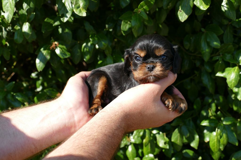 Du Temps Des Amazones - Chiot disponible  - Cavalier King Charles Spaniel