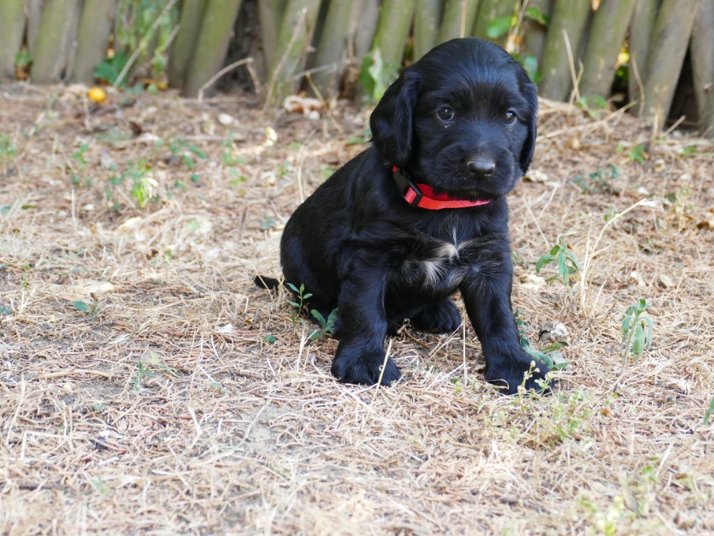 Du Temps Des Amazones - Chiot disponible  - Cocker Spaniel Anglais