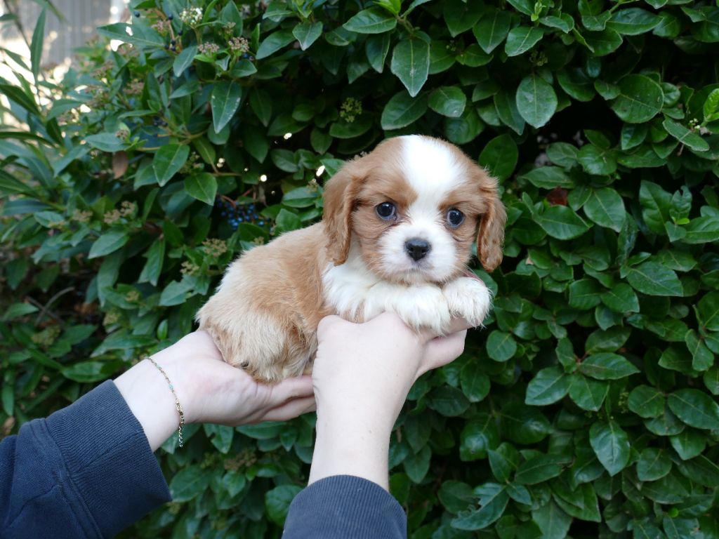 Du Temps Des Amazones - Chiot disponible  - Cavalier King Charles Spaniel