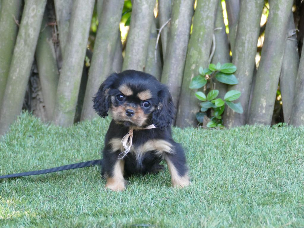 Du Temps Des Amazones - Chiot disponible  - Cavalier King Charles Spaniel