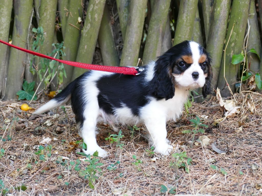 Du Temps Des Amazones - Chiot disponible  - Cavalier King Charles Spaniel