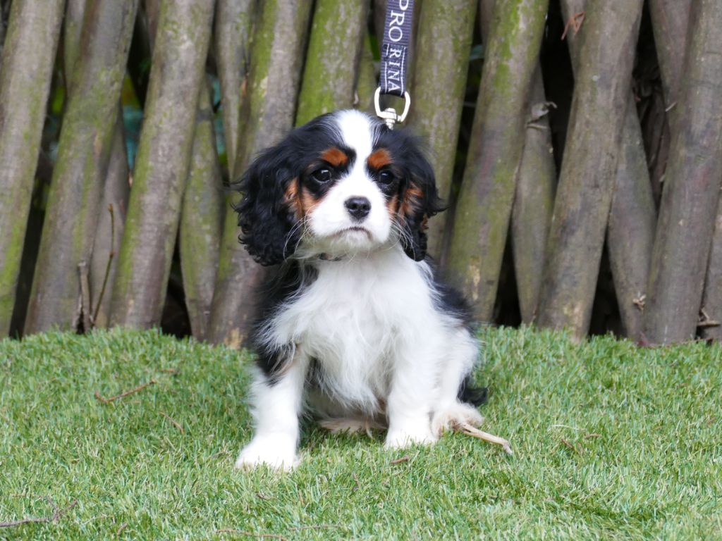 Du Temps Des Amazones - Chiot disponible  - Cavalier King Charles Spaniel