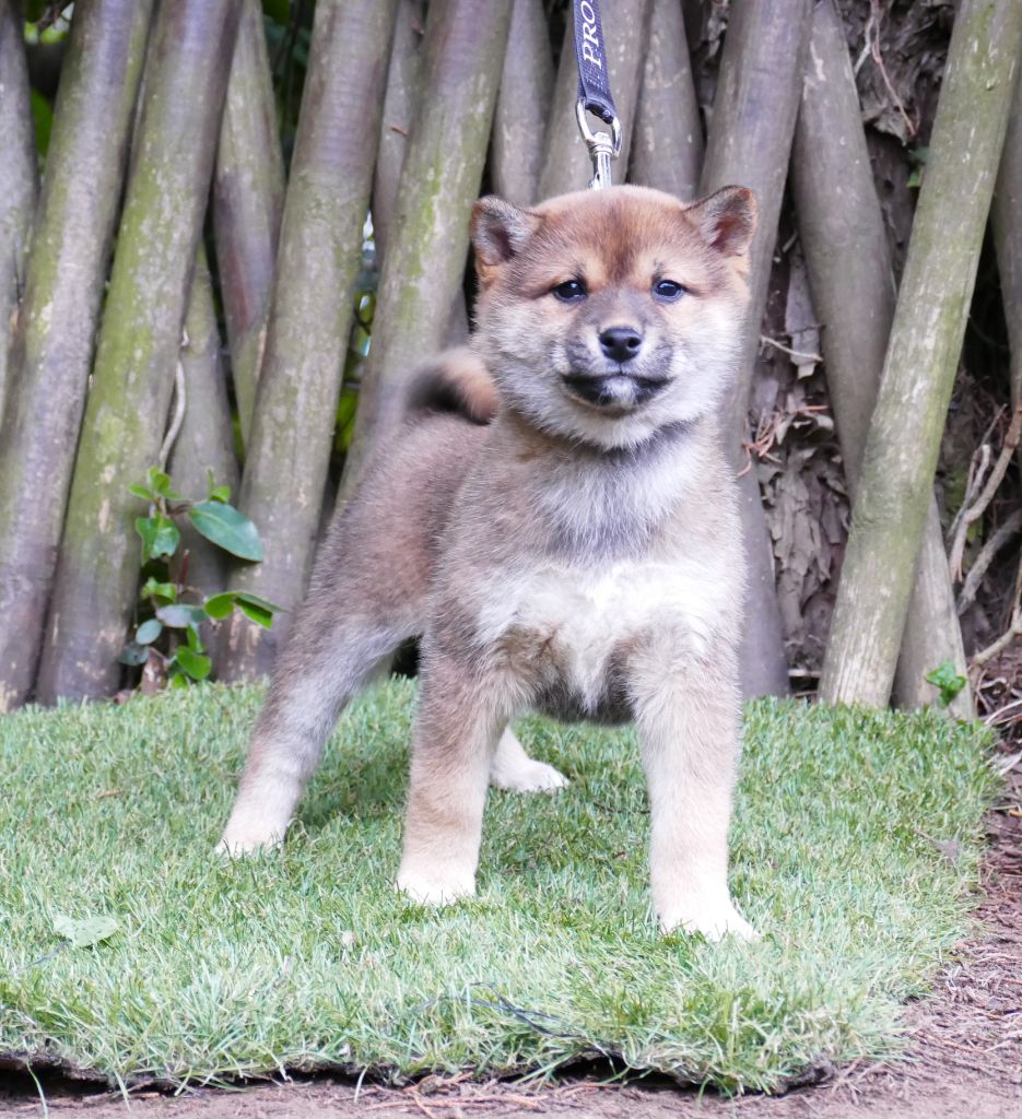 Du Temps Des Amazones - Chiot disponible  - Shiba