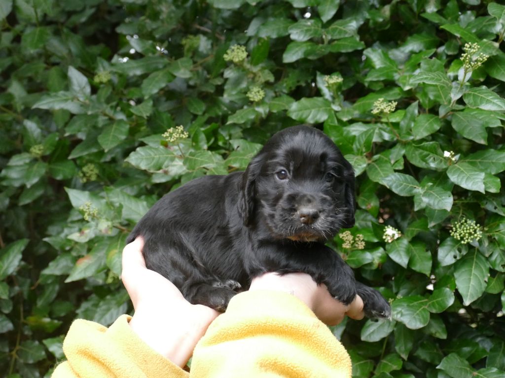 Du Temps Des Amazones - Chiot disponible  - Cocker Spaniel Anglais