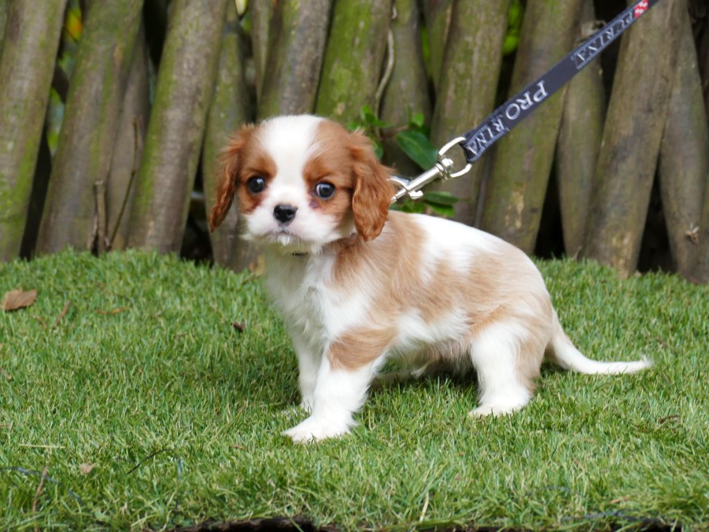 Du Temps Des Amazones - Chiot disponible  - Cavalier King Charles Spaniel