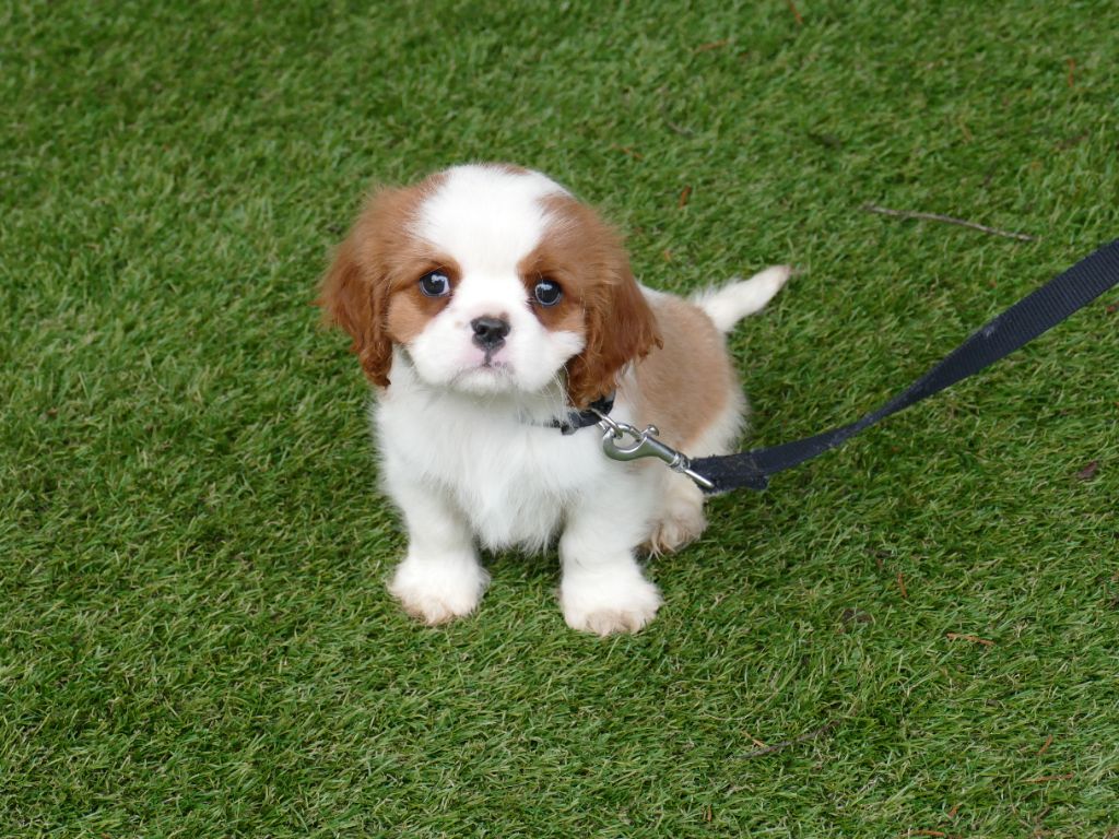 Du Temps Des Amazones - Chiot disponible  - Cavalier King Charles Spaniel