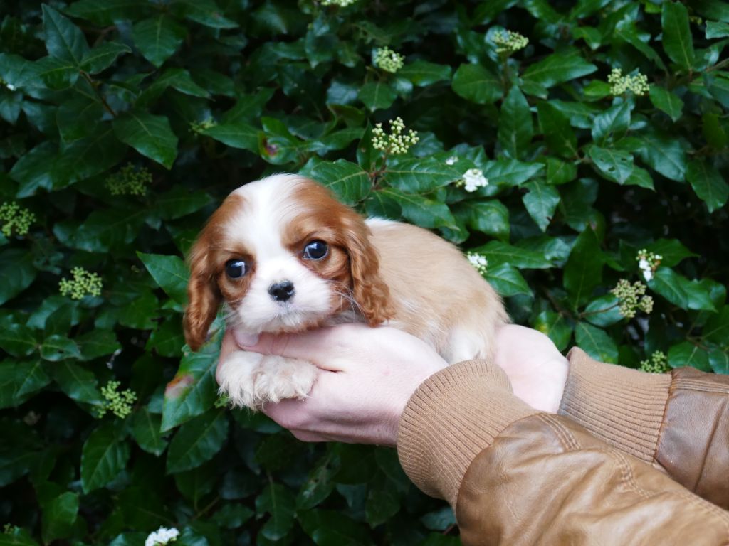 Du Temps Des Amazones - Chiot disponible  - Cavalier King Charles Spaniel