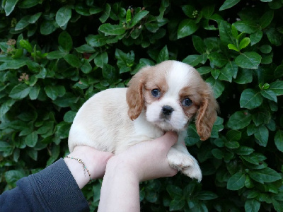 Du Temps Des Amazones - Cavalier King Charles Spaniel - Portée née le 10/09/2024