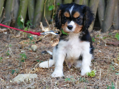 CHIOT MALE COLLIER VERT