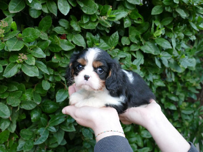 Du Temps Des Amazones - Cavalier King Charles Spaniel - Portée née le 17/09/2024