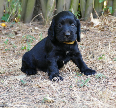 CHIOT MALE NOIR COLLIER JAUNE