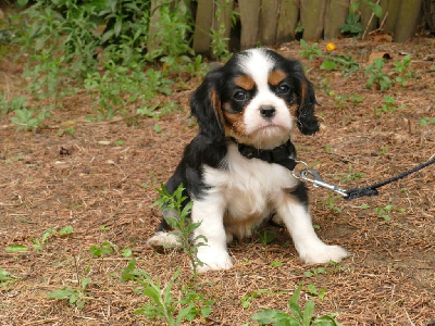 Du Temps Des Amazones - Cavalier King Charles Spaniel - Portée née le 04/08/2024