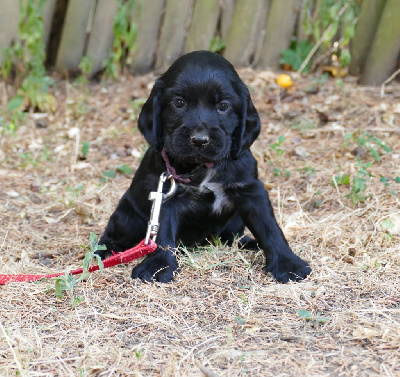 CHIOT FEMELLE NOIR COLLIER VIOLET