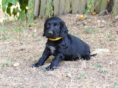 CHIOT FEMELLE NOIR COLLIER JAUNE