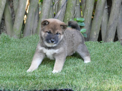 CHIOT MALE COLLIER VERT