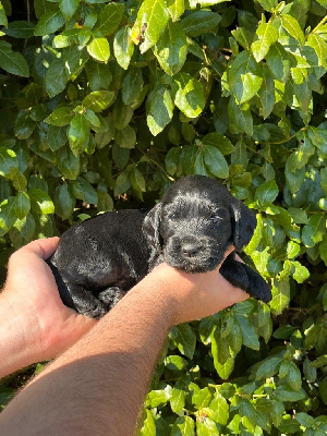 Du Temps Des Amazones - Cocker Spaniel Anglais - Portée née le 16/07/2024