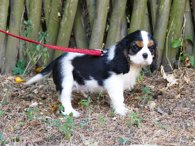 CHIOT MALE COLLIER ORANGE