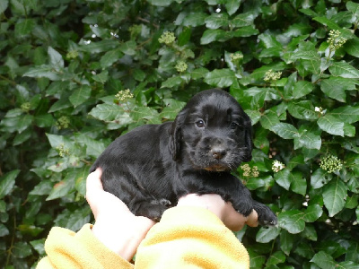 Du Temps Des Amazones - Cocker Spaniel Anglais - Portée née le 17/10/2024