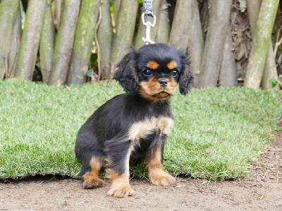 Du Temps Des Amazones - Cavalier King Charles Spaniel - Portée née le 23/09/2024